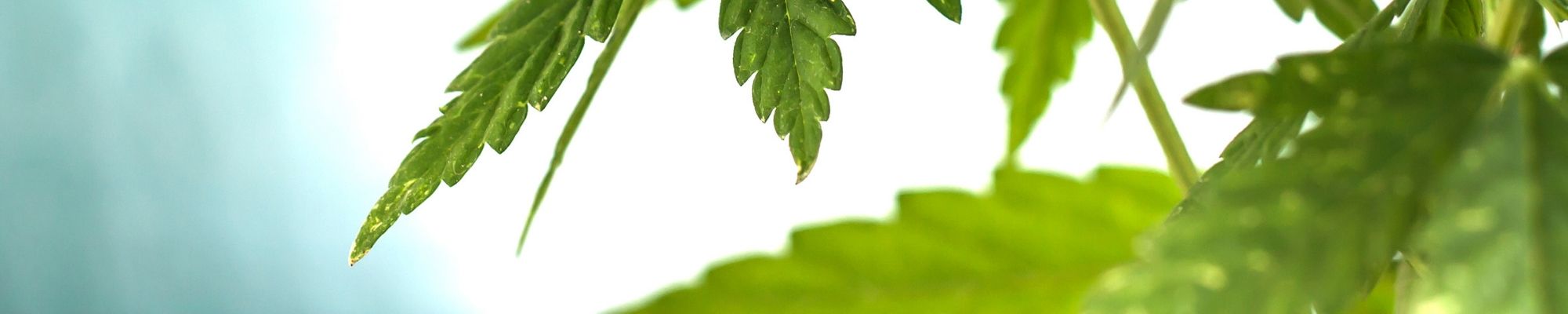 Cannabis Digital Advertising